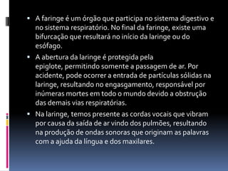 A faringe é um órgão que participa no sistema digestivo e no sistema respiratório. No final da faringe, existe uma bifurcação que resultará no início da laringe ou do esófago. A abertura da laringe é protegida pela epiglote, permitindo somente a passagem de ar. Por acidente, pode ocorrer a entrada de partículas sólidas na laringe, resultando no engasgamento, responsável por inúmeras mortes em todo o mundo devido a obstrução das demais vias respiratórias.Na laringe, temos presente as cordas vocais que vibram por causa da saída de ar vindo dos pulmões, resultando na produção de ondas sonoras que originam as palavras com a ajuda da língua e dos maxilares.
