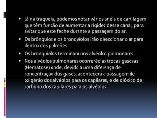 Já na traqueia, podemos notar vários anéis de cartilagem que têm função de aumentar a rigidez desse canal, para evitar que este feche durante a passagem do ar.Os brônquios e os bronquíolos irão direccionar o ar para dentro dos pulmões.Os bronquíolos terminam nos alvéolos pulmonares.Nos alvéolos pulmonares ocorrerão as trocas gasosas (Hematose) onde, devido a uma diferença de concentração dos gases, acontecerá a passagem de oxigénio dos alvéolos para os capilares, e de dióxido de carbono dos capilares para os alvéolos