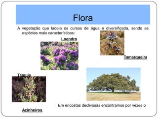 Flora
A vegetação que ladeia os cursos de água é diversificada, sendo as
espécies mais características:
Loendro
Tamargueira
Tamujo
Em encostas declivosas encontramos por vezes o
Azinheiros.
 