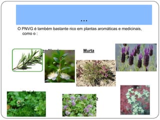...
O PNVG é também bastante rico em plantas aromáticas e medicinais,
como o :
Rosmaninho Alecrim Murta
Erva-ursa
Mariola
Oregão Poejo
 