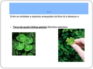 ...
Entre as raridades e espécies ameaçadas da flora há a destacar o:
 Trevo-de-quatro-folhas-peludo (Marsilea batardae)
 