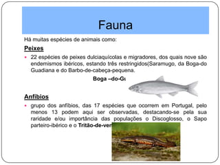 Fauna
Há muitas espécies de animais como:
Peixes
 22 espécies de peixes dulciaquícolas e migradores, dos quais nove são
endemismos ibéricos, estando três restringidos(Saramugo, da Boga-do
Guadiana e do Barbo-de-cabeça-pequena.
Boga –do-Guadiana
Anfíbios
 grupo dos anfíbios, das 17 espécies que ocorrem em Portugal, pelo
menos 13 podem aqui ser observadas, destacando-se pela sua
raridade e/ou importância das populações o Discoglosso, o Sapo
parteiro-ibérico e o Tritão-de-ventre-laranja
 