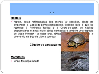 ...
Répteis
 répteis, estão referenciadas pelo menos 20 espécies, sendo de
evidenciar a Cobra-de-pernas-pentadáctila, espécie rara e que se
restringe à Península Ibérica e a Cobra-de-colar, de hábitos
crepusculares e ainda muito pouco conhecida e também uma espécie
de Osga invulgar - a Osga-turca. Existem ainda referências para a
ocorrência na área da Víbora-cornuda.
Cágado-de carapaça- estriada
Mamíferos
 Lince, Morcego-rabudo
Lontra
 