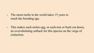 - The rarest turtle in the world takes 15 years to
reach the breeding age.
- This makes each stolen egg, or each tree or bush cut down,
an overwhelming setback for this species on the verge of
extinction.