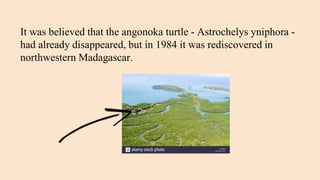 It was believed that the angonoka turtle - Astrochelys yniphora -
had already disappeared, but in 1984 it was rediscovered in
northwestern Madagascar.