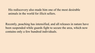 His rediscovery also made him one of the most desirable
animals in the world for illicit sellers.
Recently, poaching has intensified, and all releases in nature have
been suspended while guards fight to secure the area, which now
contains only a few hundred individuals.