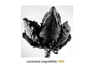Lavandula angustifolia 1984
 