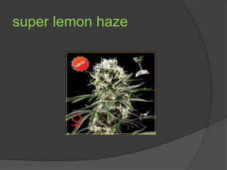 super lemon haze
 