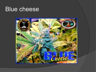 Blue cheese
 