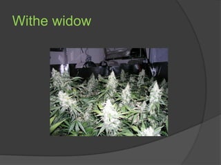 Withe widow
 