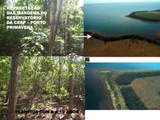 REVEGETAÇÃO
DAS MARGENS DO
RESERVATÓRIO
DA CESP – PORTO
PRIMAVERA




   PLANTIOS COM 8 A 10 ANOS
 