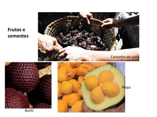 Frutos e
sementes


               Castanha-do-pará




                     Pequi




      Buriti
 