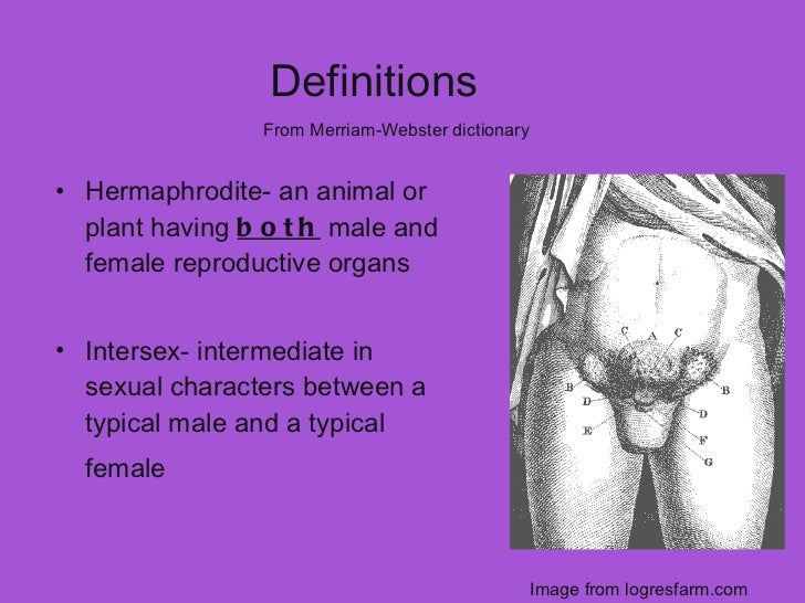 Joanie Hermaphrodites Presentation Final2