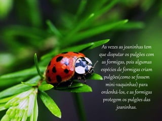 As vezes as joaninhas tem
que disputar os pulgões com
as formigas, pois algumas
espécies de formigas criam
pulgões(como se fossem
mini-vaquinhas) para
ordenhá-los, e as formigas
protegem os pulgões das
joaninhas.
 