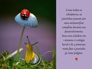 Como todos os
coleópteros, as
joaninhas passam por
uma metamorfose
completa durante seu
desenvolvimento.
Seus ovos eclodem em
1 semana e o estágio
larval é de 3 semanas,
nesta fase a joaninha
já come pulgões.
 