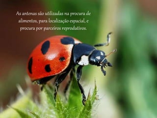 As antenas são utilizadas na procura de
alimentos, para localização espacial, e
procura por parceiros reprodutivos.
 