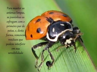 Para manter as
antenas limpas,
as joaninhas as
esfregam com o
primeiro par de
patas, e, desta
forma, removem
resíduos que
podem interferir
em sua
sensibilidade
 