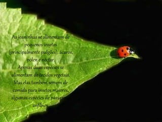 .
As joaninhas se alimentam de
pequenos insetos
(principalmente pulgões), ácaros,
pólen e néctar.
Apenas duas espécies se
alimentam de tecidos vegetais.
Mas elas também servem de
comida para insetos maiores,
algumas espécies de pássaros e
anfíbios.
 