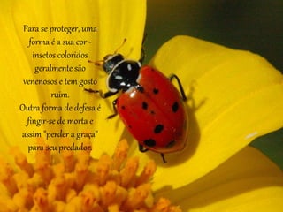 Para se proteger, uma
forma é a sua cor -
insetos coloridos
geralmente são
venenosos e tem gosto
ruim.
Outra forma de defesa é
fingir-se de morta e
assim "perder a graça"
para seu predador.
 