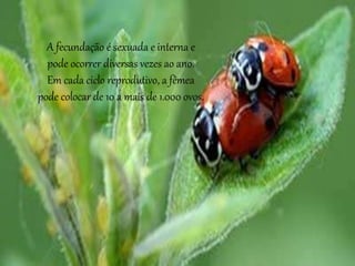 A fecundação é sexuada e interna e
pode ocorrer diversas vezes ao ano.
Em cada ciclo reprodutivo, a fêmea
pode colocar de 10 a mais de 1.000 ovos.
 