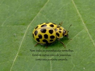 Nem todas as joaninhas são vermelhas.
Existem outras cores de joaninhas,
como esta joaninha amarela.
 