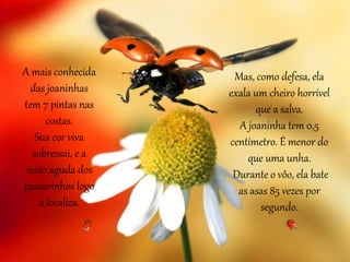 A mais conhecida
das joaninhas
tem 7 pintas nas
costas.
Sua cor viva
sobressai, e a
visão aguda dos
passarinhos logo
a localiza.
Mas, como defesa, ela
exala um cheiro horrível
que a salva.
A joaninha tem 0,5
centímetro. É menor do
que uma unha.
Durante o vôo, ela bate
as asas 85 vezes por
segundo.
 