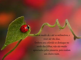 Podem medir de 1 até 10 milímetros, e
viver até 180 dias.
Embora seu colorido se destaque no
verde das folhas, não são muito
apreciadas pelos pássaros, pois exalam
um cheiro ruim.
 