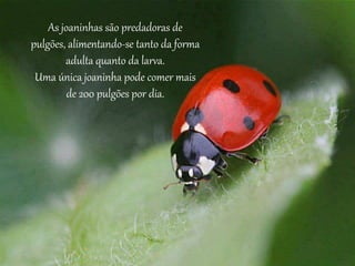 As joaninhas são predadoras de
pulgões, alimentando-se tanto da forma
adulta quanto da larva.
Uma única joaninha pode comer mais
de 200 pulgões por dia.
 
