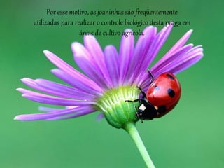 Por esse motivo, as joaninhas são freqüentemente
utilizadas para realizar o controle biológico desta praga em
áreas de cultivo agrícola.
 