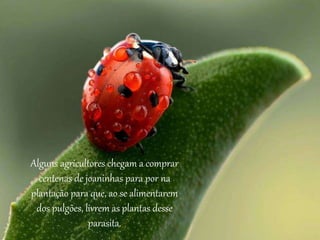 Alguns agricultores chegam a comprar
centenas de joaninhas para por na
plantação para que, ao se alimentarem
dos pulgões, livrem as plantas desse
parasita.
 