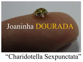 Joaninha DOURADA 
“Charidotella Sexpunctata” 
 