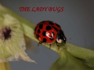 THE LADY BUGS 