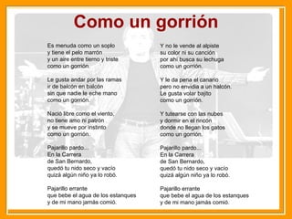 Como un gorrión Es menuda como un soplo y tiene el pelo marrón y un aire entre tierno y triste como un gorrión. Le gusta andar por las ramas ir de balcón en balcón sin que nadie le eche mano como un gorrión. Nació libre como el viento, no tiene amo ni patrón y se mueve por instinto como un gorrión. Pajarillo pardo... En la Carrera de San Bernardo, quedó tu nido seco y vacío quizá algún niño ya lo robó. Pajarillo errante que bebe el agua de los estanques y de mi mano jamás comió. Y no le vende al alpiste su color ni su canción por ahí busca su lechuga como un gorrión. Y le da pena el canario pero no envidia a un halcón. Le gusta volar bajito como un gorrión. Y tutearse con las nubes y dormir en el rincón donde no llegan los gatos como un gorrión.  Pajarillo pardo... En la Carrera de San Bernardo, quedó tu nido seco y vacío quizá algún niño ya lo robó. Pajarillo errante que bebe el agua de los estanques y de mi mano jamás comió. 