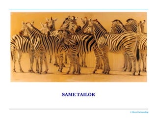 SAME TAILOR


              © More Partnership
 