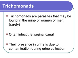 Trichomonads   Trichomonads are parasites that may be found in the urine of women or men (rarely) Often infect the vaginal canal Their presence in urine is due to contamination during urine collection  