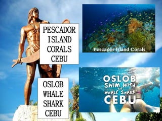 PESCADOR
ISLAND
CORALS
CEBU
OSLOB
WHALE
SHARK
CEBU
 