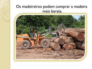Os madeireiros podem comprar a madeira mais barata. 