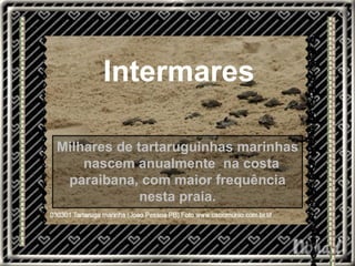 Milhares de tartaruguinhas marinhas  nascem anualmente  na costa paraibana, com maior frequência nesta praia. Intermares 