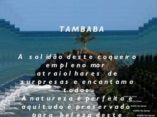 TAMBABA A  solidão deste coqueiro em pleno mar  atrai olhares  de surpresas e encantam a todos. A natureza é perfeita e aqui tudo é preservado  para  beleza deste recanto  tão visitado e apaixonante. 
