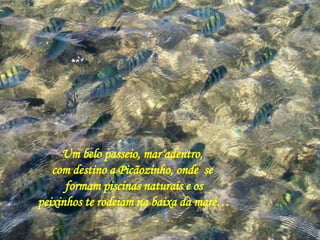 Um belo passeio, mar adentro,  com destino a Picãozinho, onde  se  formam piscinas naturais e os peixinhos te rodeiam na baixa da maré… 