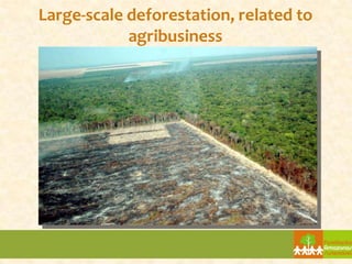 Large-scale deforestation, related to
            agribusiness
 