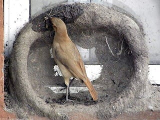 61 Gambar Burung Ababil Yang Asli HD