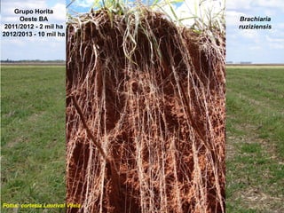 Grupo Horita
      Oeste BA                    Brachiaria
 2011/2012 - 2 mil ha             ruziziensis
2012/2013 - 10 mil ha




Fotos: cortesia Lourival Vilela
 