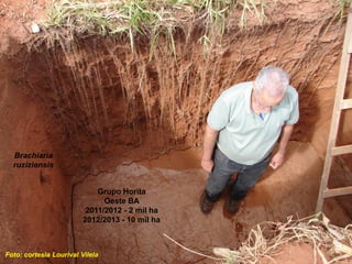 Brachiaria
  ruziziensis


                             Grupo Horita
                               Oeste BA
                          2011/2012 - 2 mil ha
                         2012/2013 - 10 mil ha



Foto: cortesia Lourival Vilela
 