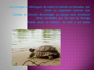 Las tortugas se distinguen de todos los demás vertebradas por
                            tener un caparazón exterior que
  Cumpla la función de proteger su cuerpo. esta envoltura
                      tiene cavidades por los que la tortuga
               Puede sacar su cabeza , su cola y sus patas
 