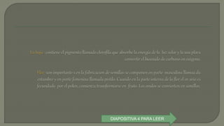 DIAPOSITIVA 4 PARA LEER