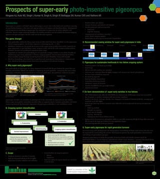 About ICRISAT: www.icrisat.org
ICRISAT’s scientific information: http://EXPLOREit.icrisat.org
Prospects of super-early photo-insensitive pigeonpea
Oct 2019
Introduction
Pigeonpea is a protein-rich food legume that plays a crucial role in the food and nutritional security
of smallholder farmers in the semi-arid regions of Asia and Eastern and Southern Africa. Photoperiod
and temperature sensitivity of pigeonpea has restricted its expansion to wider latitudes and
altitudes. Due to longer maturity duration the existing varieties are not suitable for diverse cropping
systems and agro-ecologies. But this need not be the case anymore.
The game changer
•	 New production niches for these super-early varieties that have been identified include pigeonpea-
wheat cropping system, rice fallows, sugarcane intercropping, etc., in India.
•	 Additional income can be earned by farmers as the super-early varieties have made it possible to
grow pigeonpea in non-traditional areas, marginal lands, and to fit in the narrow window of time
between harvest and planting of important cereal crops.
•	 Improved soil health and productivity due to symbiotic nitrogen fixation is one of the benefits of
introducing super-early pigeonpea in diverse cropping systems. Due to short maturity duration,
these varieties escape damage caused by disease and pest infestation along with drought.
•	 Machine harvesting is facilitated due to synchronized maturity and short stature in determinate
lines. Machine harvesting ensures timeliness of operations and reduces drudgery.
A. Why super-early pigeonpea?
The productivity of pigeonpea has been stagnant at around 750 kg per hectare for more than six
decades and further efforts are needed in improving its yield potential. Increasing the area under
pigeonpea cultivation could contribute to increased production. As traditional medium-duration
Source: AICRP on pigeonpea annual report, 2018-19
Earliness is linked to photo-insensitivity.
•	 Mechanization pro-stature
•	 Escapes diseases, pest attack and drought
•	 Market-preferred seed quality traits
▪▪ Bold seed
▪▪ High dal recovery
•	 Improvement of nutritional security in
cereal-based cropping system
•	 Contributes to reducing environmental degradation.
D. Recommended sowing window for super-early pigeonpea in India
Area, production and productivity of pigeonpea in India.
(Source: Wallis et al., 1981)
Solution
1. Productivity
Cropping system intensificationHybrid Breeding
Varietal improvement
2. Production
•	 Early maturing (90-100 days)
•	 Photo and thermo insensitivity will help
in horizontal expansion in non-traditional
niches
•	 Mechanization pro-stature
•	 Rapid generation turnover
Photo & thermo sensitivity
restricts the expansion across
varying cropping niches
Hingane AJ, Kute NS, Singh I, Kumar N, Singh A, Singh IP, Belliappa SH, Kumar CVS and Rathore AR
Isolation field of ICPL 11255. Super-early pigeonpea intercrop
with sugarcane
Super-early variety in Rice fallows
Super-early determinate
variety ICPL 11255 at
flowering stage.
Super-early determinate variety
ICPL 11255 at podding stage.
pigeonpea varieties are sensitive to photoperiod it has restricted its expansion to new niches,
these super-early photo-insensitive varieties offer an opportunity to increase production and meet
increasing demand by horizontal expansion of pigeonpea cultivation in non-traditional areas.
B. Cropping system intensification
C. Scope
•	 Ready to harvest in less than 3 months
•	 High per day productivity of 10-15 kg/ha
•	 Expansion to wider latitudes and altitudes
•	 Diversification of cropping systems
▪▪ Wheat
▪▪ Sugarcane
•	 Excellent option to exploit stored soil moisture
in rice fallows
15 January 15 February 15 March 15 April 15 May 15 June
Post-rainy Rainy
15 July 15 August 15 September 15 October 15 November 15 December
Rainy Post-rainy
E. Pigeonpea for sustainable livelihoods in rice fallow cropping system
•	 Provides protein-rich food (up to 22%)
•	 Zero tillage
•	 Utilizes available residual soil moisture
•	 Enhances soil nutrients (fixes 40 kg/ha nitrogen and releases soil-bound phosphorus)
•	 No basal dose of fertilizer required
•	 No weeding required
•	 Sowing (October-November)
•	 Harvesting (February-March)
•	 Additional income to farmers
•	 Provides feed/fodder for poultry/livestock
•	 Provides fuelwood.
F. On-farm demonstration of super-early varieties in rice fallows
•	 ICPL 11255 determinate (DT) and ICPL 20325 non-determinate (NDT) super-early lines are suitable
•	 Can be grown in residual moisture with one or two irrigations
•	 Tested in Kalahandi, Bolangir, Khurda, Puri, Nayagarh and Cuttack districts of Odisha, average yield
recorded up to 650 kg/ha
•	 Zero tillage (utilizing residual moisture soon after the rice harvest) with following management
practices:
▪▪ Dibbling method
▪▪ Straight line sowing
▪▪ Seed rate 18-20kg/ha
▪▪ Spacing - 30 X 20 cm
▪▪ Hydroprime for 3 hours before sowing
•	 Spray as foliar diammonium phosphate (DAP) or urea (3X) increasing 2% (@ 30 days after sowing to
6% (every 15-20 days) per hectare during vegetative stages
•	 Plant density:166,667 plants per hectare.
G. Super-early pigeonpea for rapid generation turnover
Earliness along with photoperiod and temperature insensitivity of these super-early lines can also
be explored for accelerating the varietal development process by rapid generation advancement
and taking 2-3 generations per year
Mapping populations to study the genetics of various biotic and abiotic stresses could be
developed faster (~ 2 yr to develop recombinant inbred lines); however, a prerequisite would be to
have contrasting parents for the traits of interest in the super-early maturity group.
 