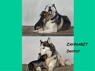 ZAHNARZT Dentist 
