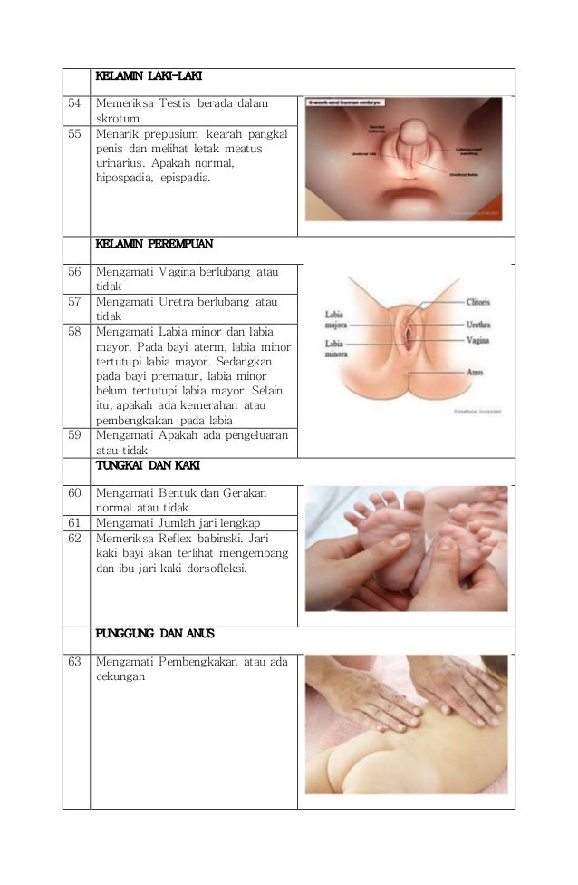 Job sheet pemeriksaan fisik bbl