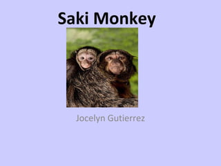 Saki Monkey Jocelyn Gutierrez 